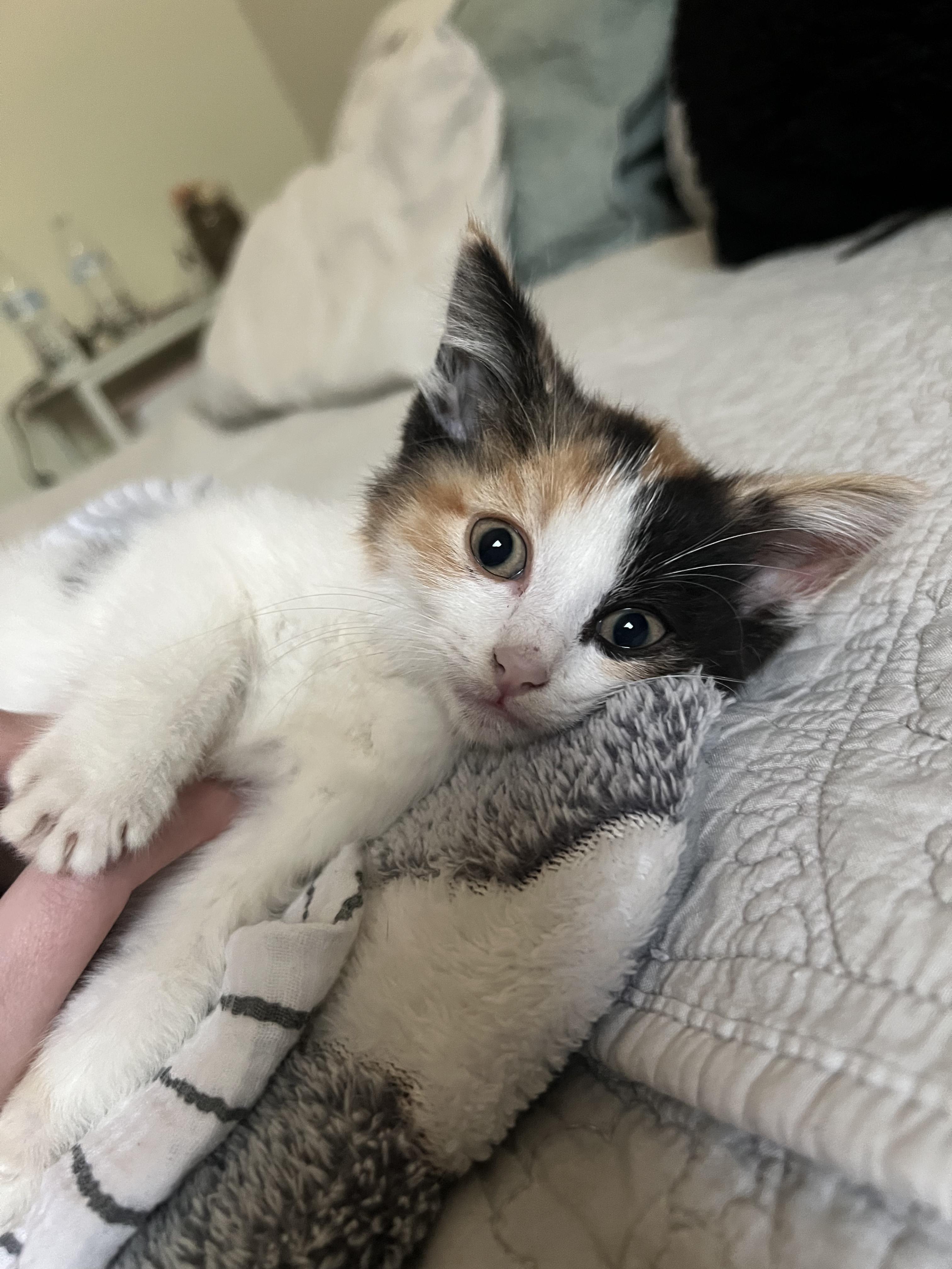 Enlarge Maple, an adopted Domestic Short Hair in Toledo, OH image 2/6