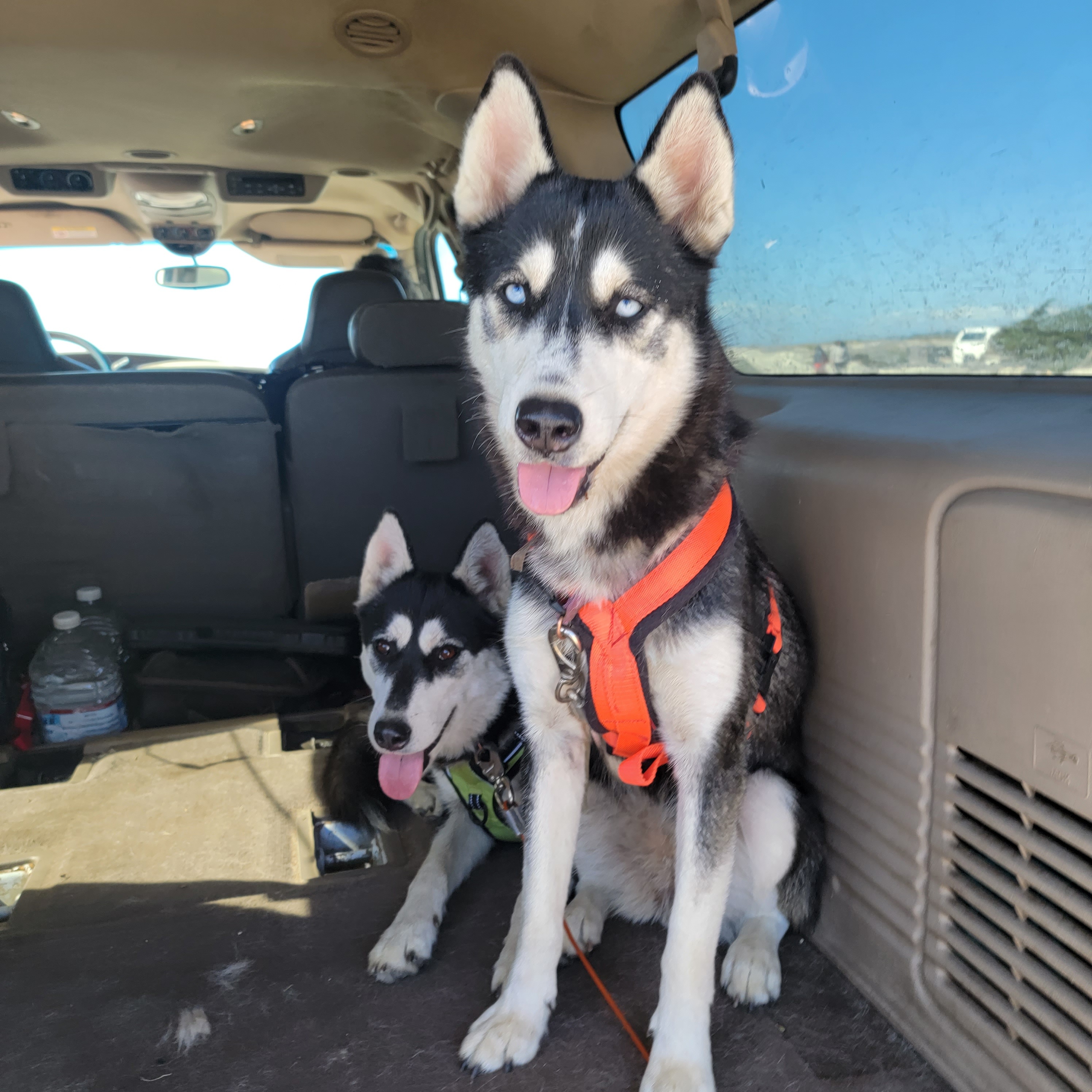 Myra, a Adoptable Siberian Husky image 1/6