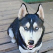 Myra, a Adoptable Siberian Husky image 4/6