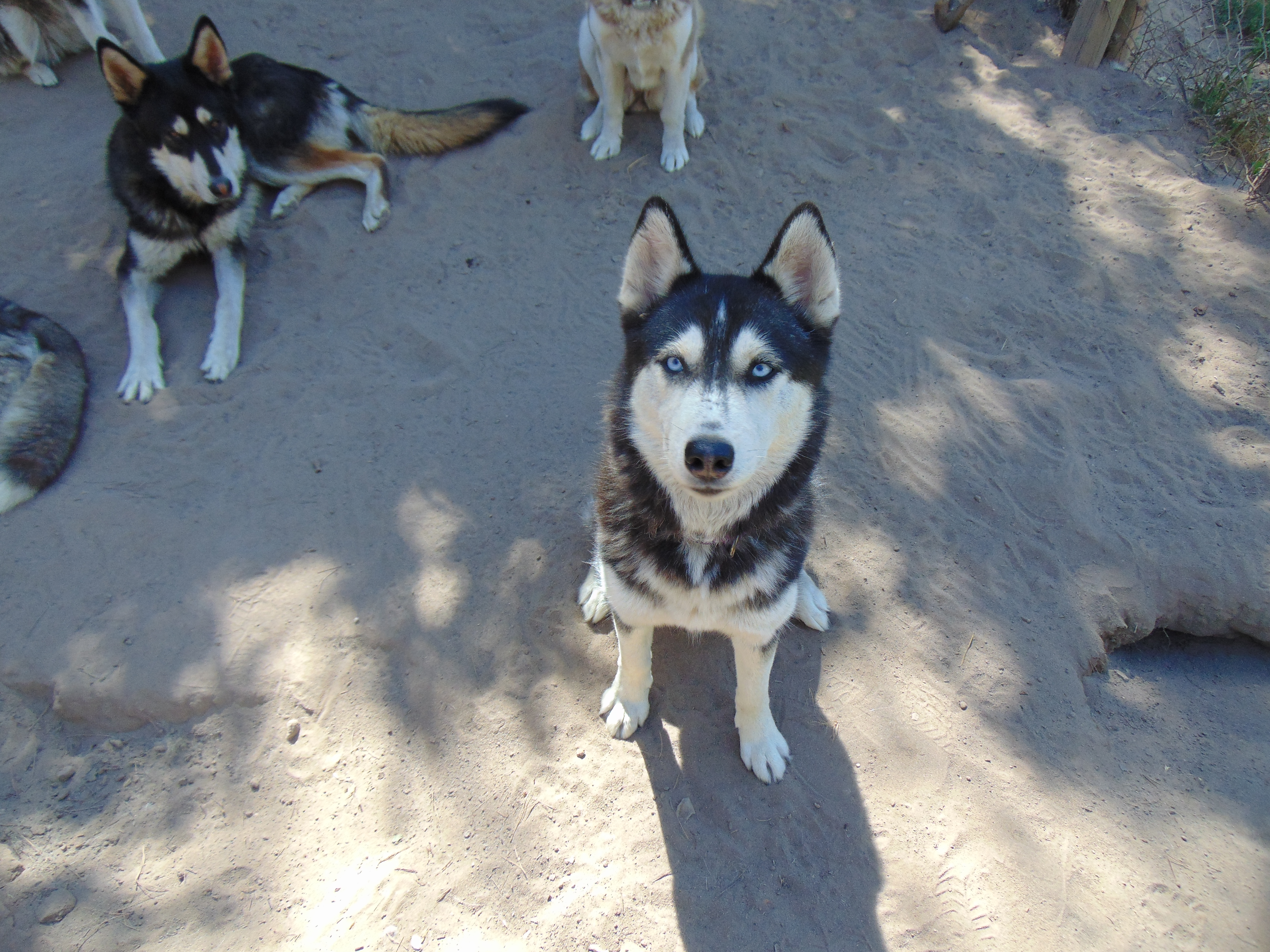 Myra, a Adoptable Siberian Husky image 3/6