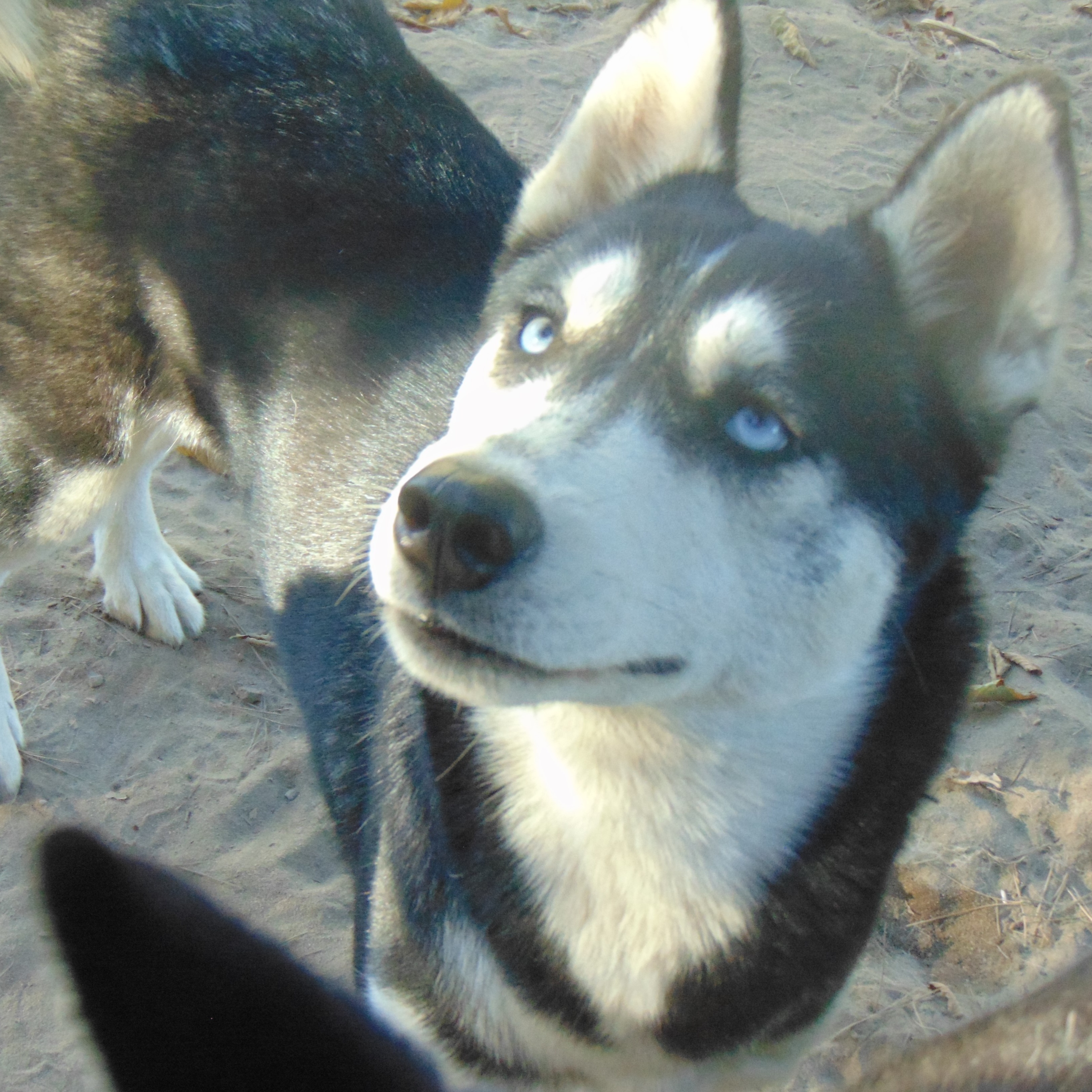 Myra, a Adoptable Siberian Husky image 2/6