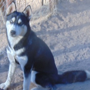 Myra, a Adoptable Siberian Husky image 5/6