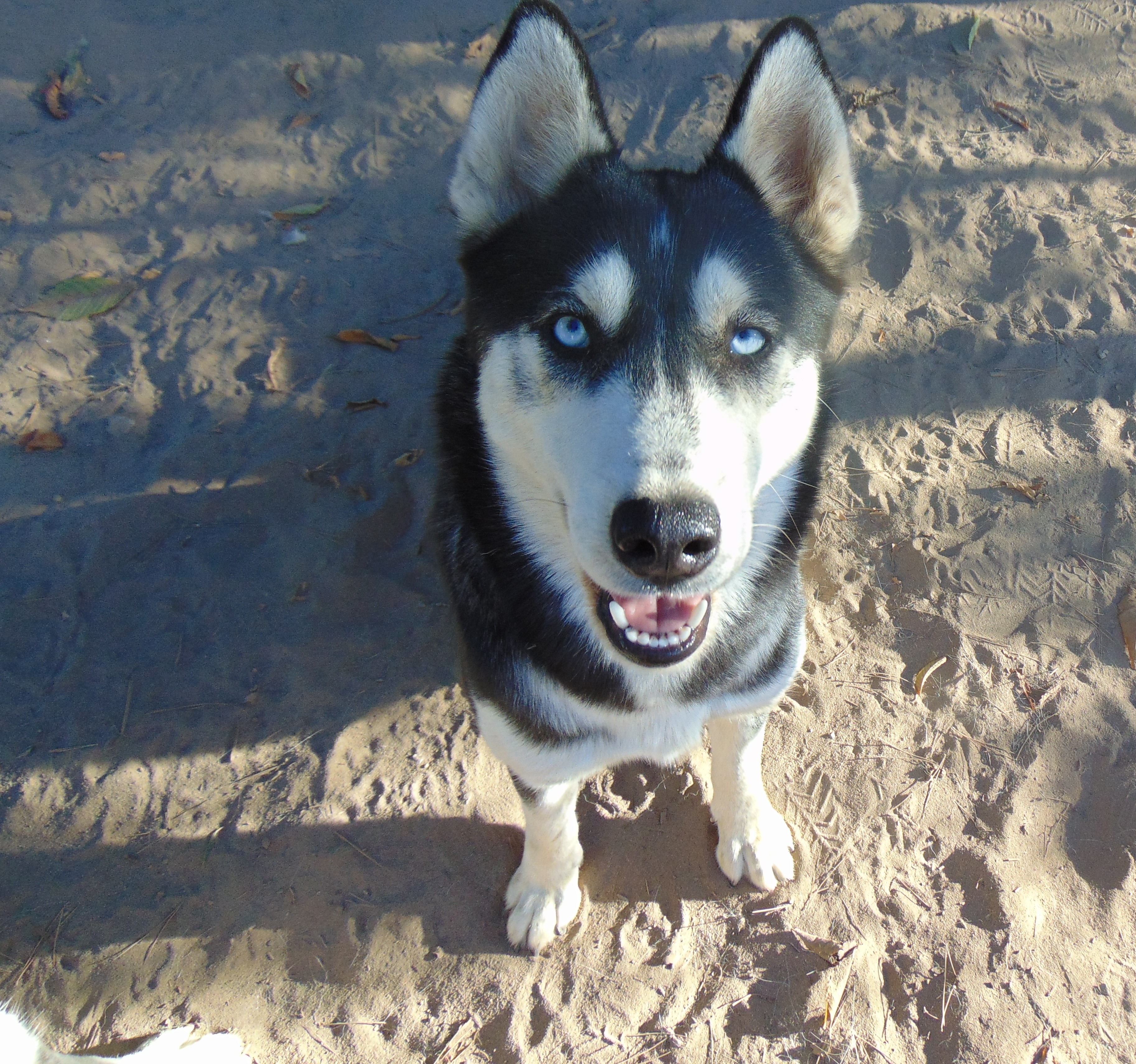 Myra, a Adoptable Siberian Husky image 6/6