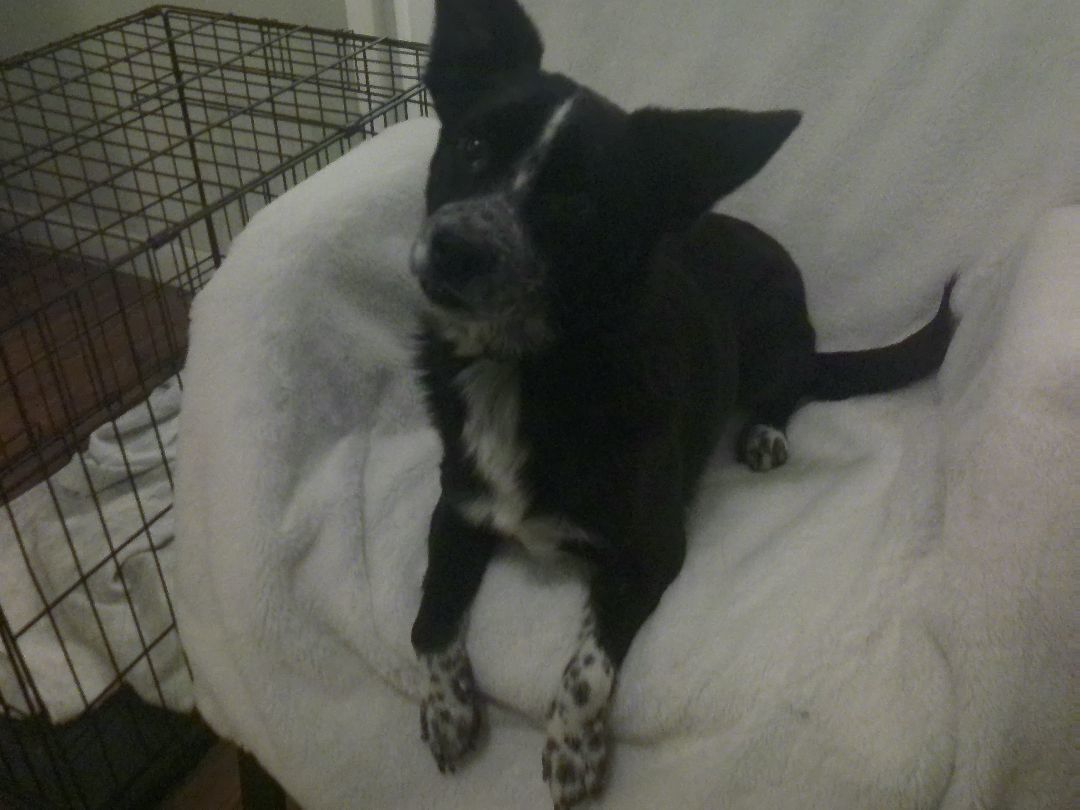 Rocky, Adopted, Adult Male Terrier.