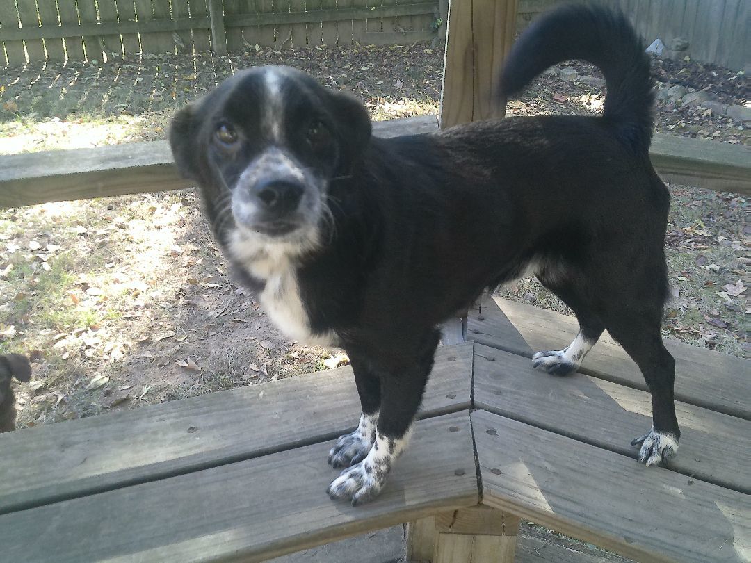 Enlarge Rocky, a Adopted Terrier in Guntersville, AL image 2/3