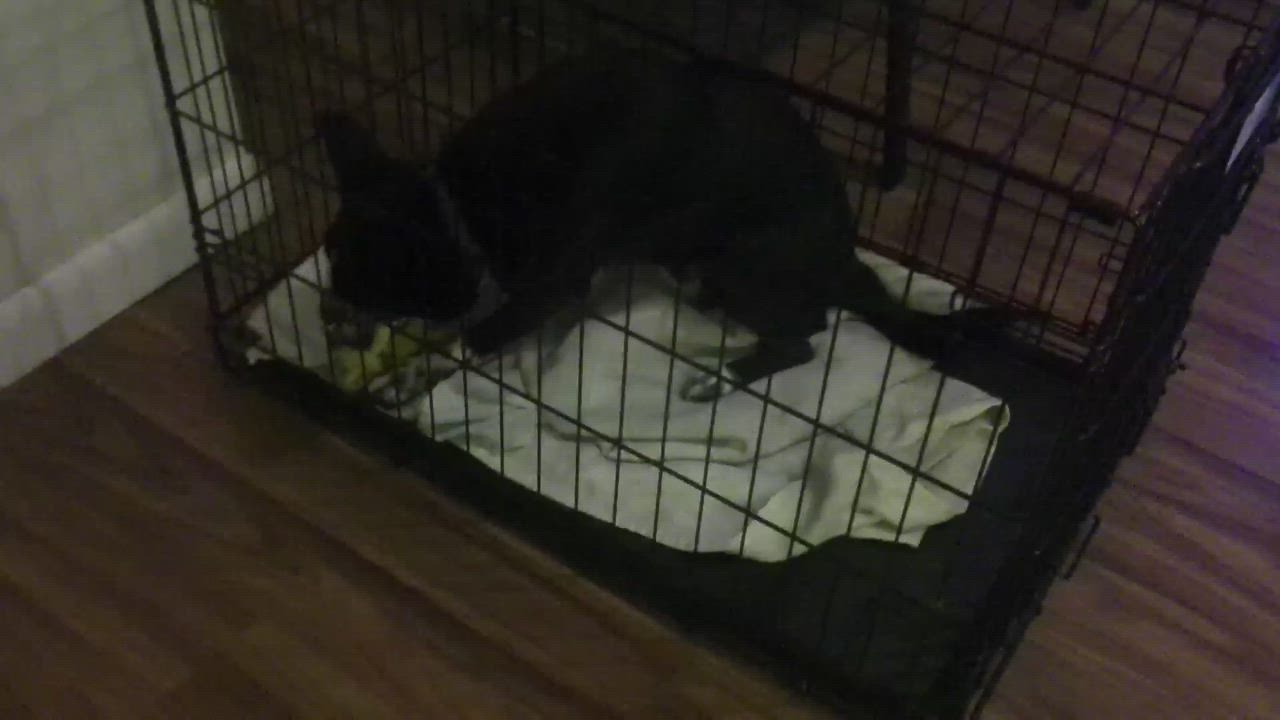 Enlarge Rocky, a Adopted Terrier in Guntersville, AL video 3/3