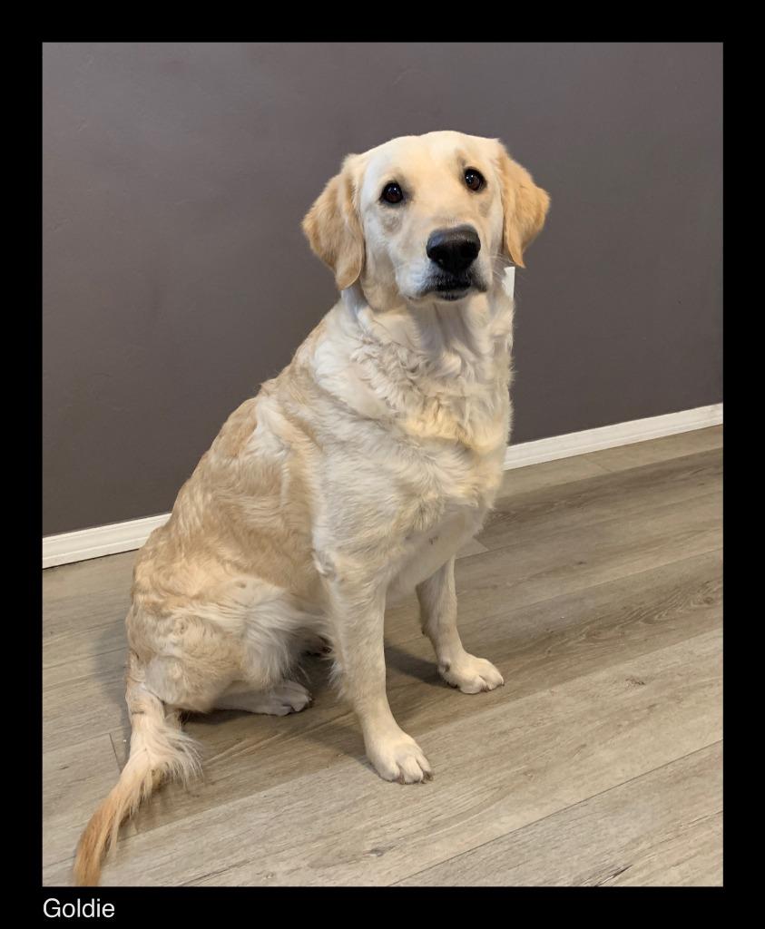 Goldie, Adopted, Adult Female Golden Retriever.