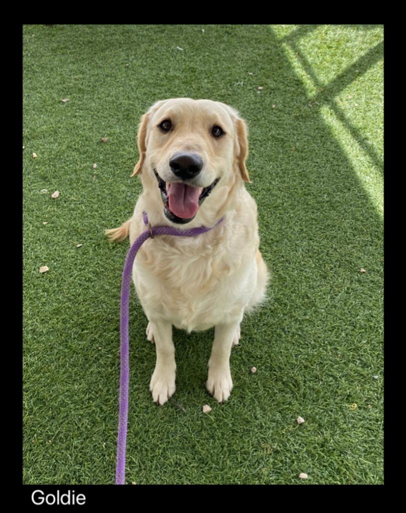 Enlarge Goldie, a Adopted Golden Retriever in Chino Valley, AZ image 2/2