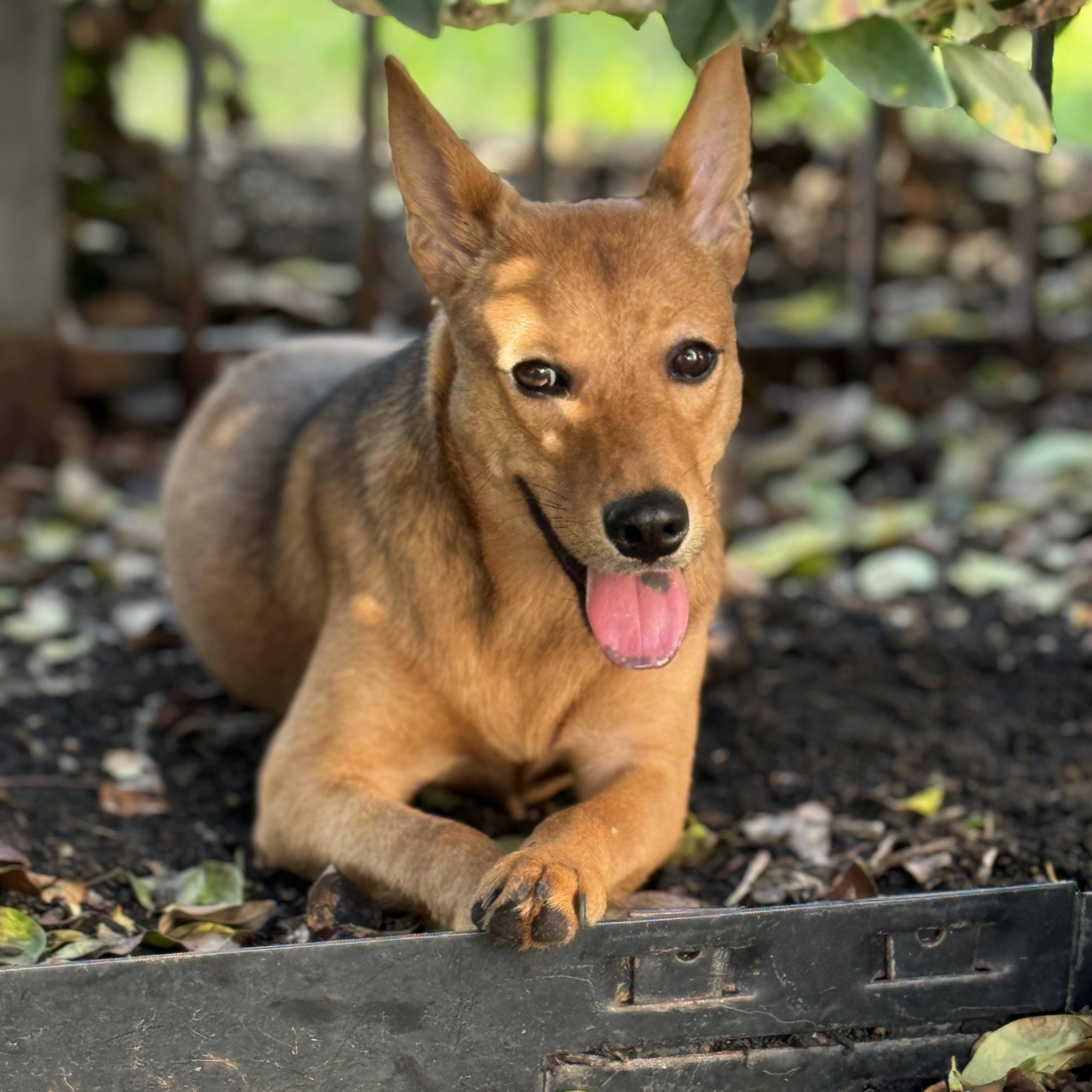 Shiloh, an adoptable Basenji, Shepherd in Alden, NY, 14004 | Photo Image 2
