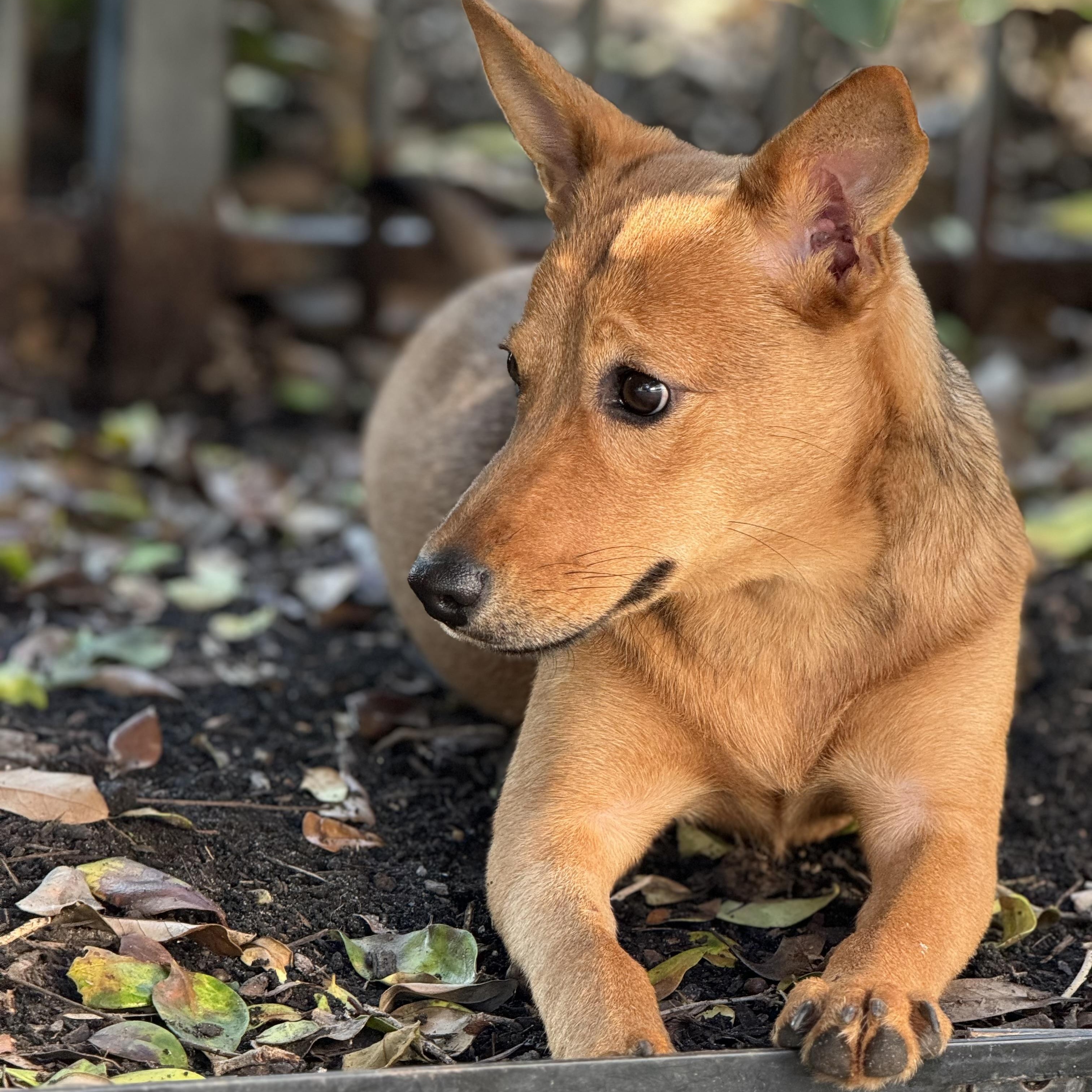 Shiloh, an adoptable Basenji, Shepherd in Alden, NY, 14004 | Photo Image 1