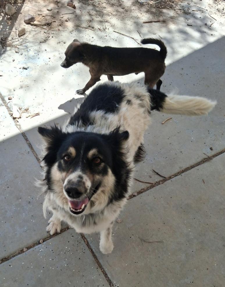 Cloud, adopted, Young Female Border Collie.