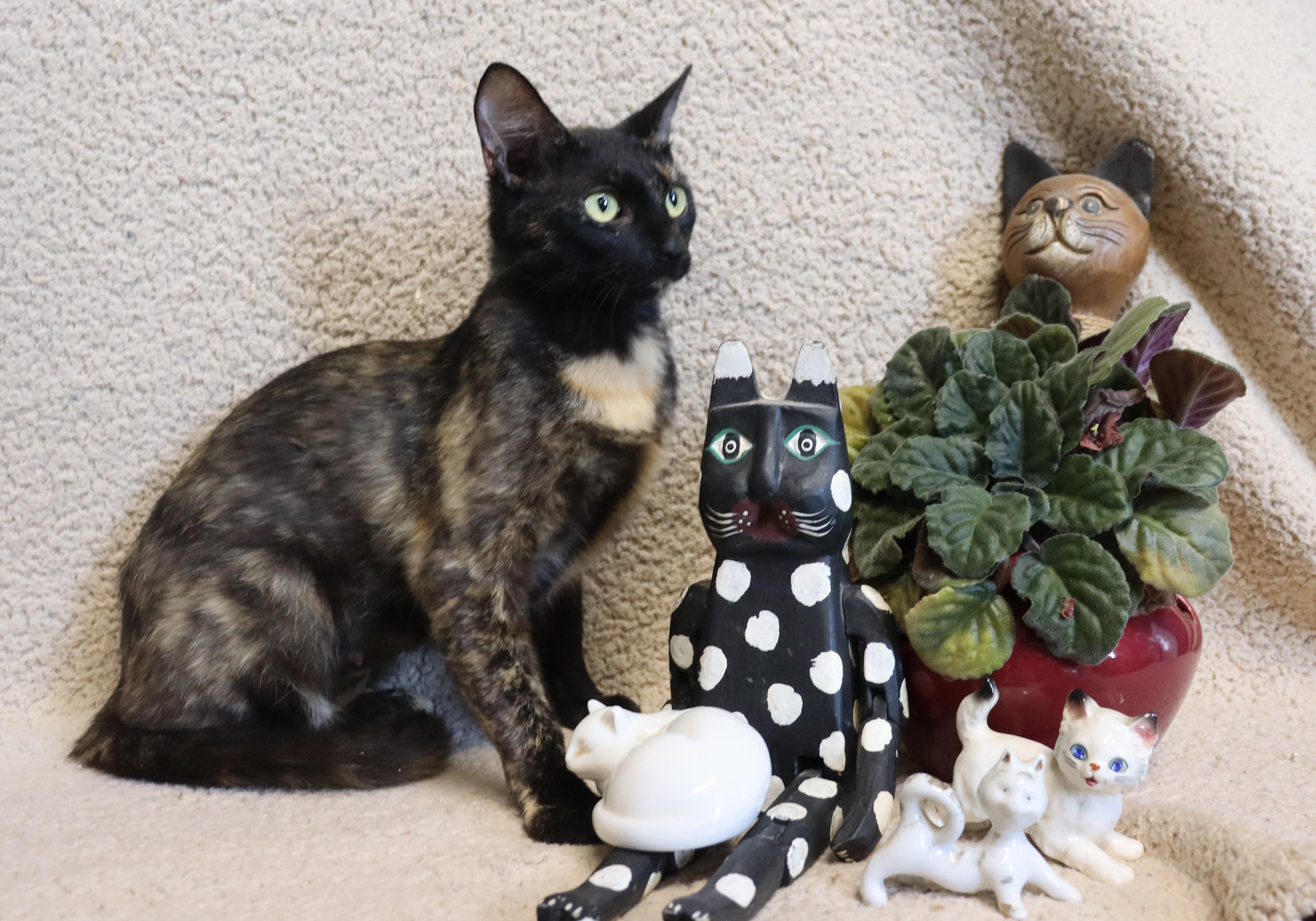 Miney, Adoptable, Young Female Calico.