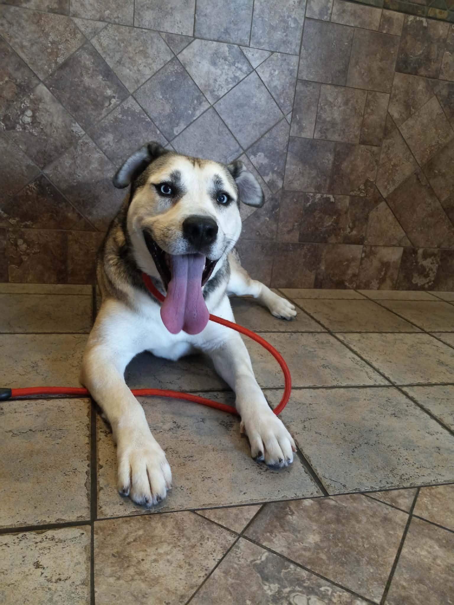 Swig, ADOPTABLE, Young Male Siberian Husky.