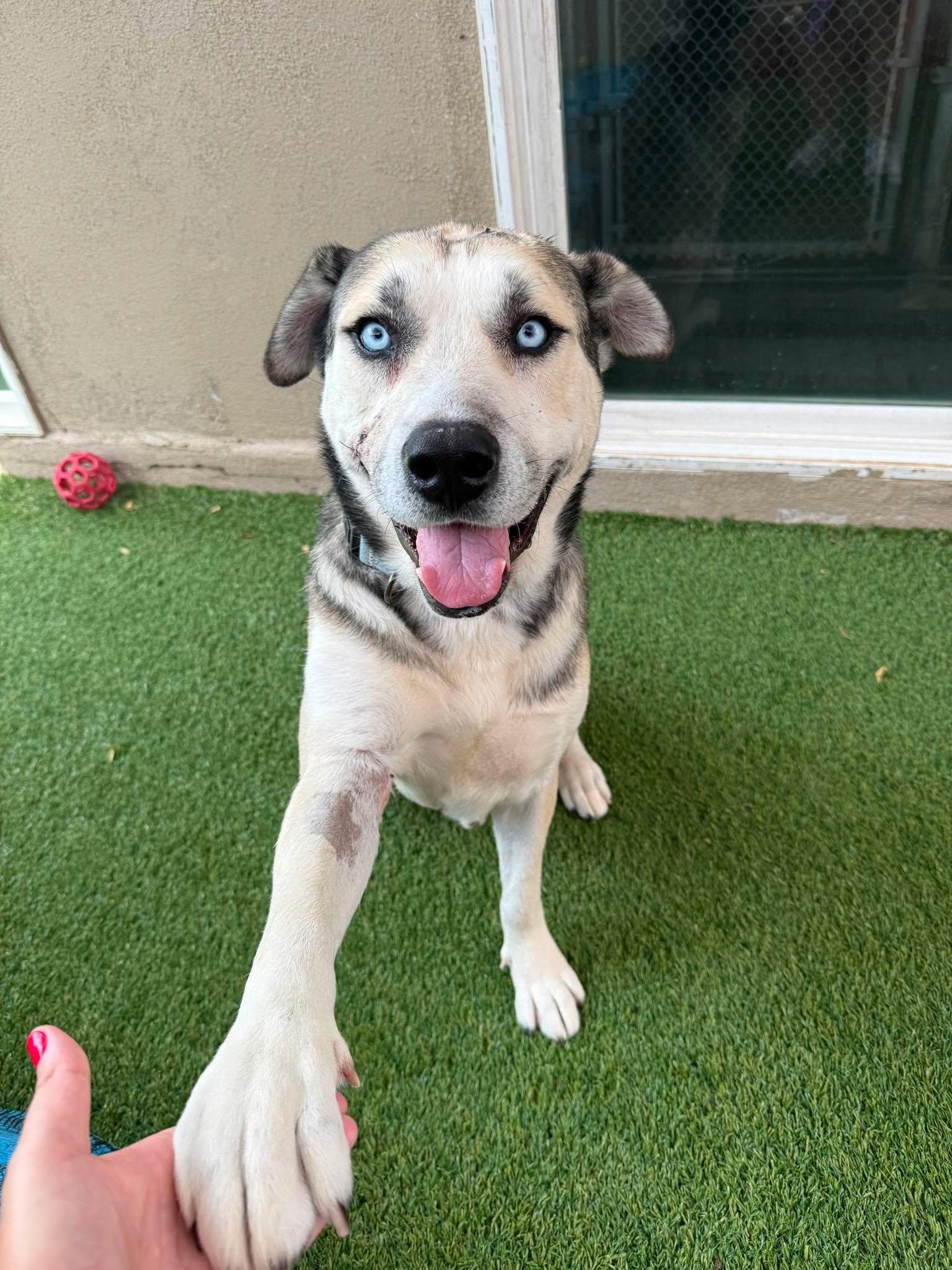 Enlarge Swig, a ADOPTABLE mixed breed in Phoenix, AZ image 2/6