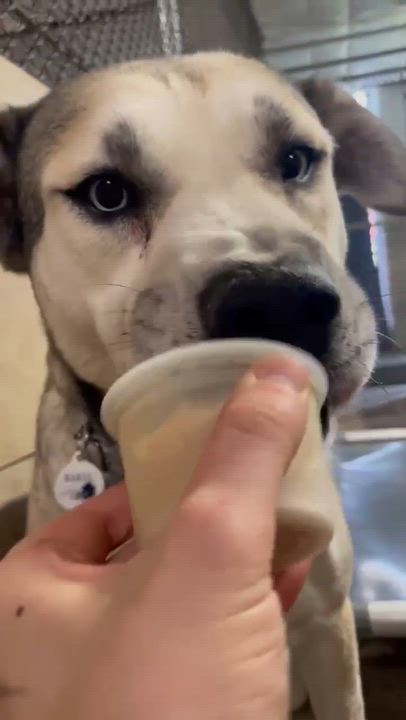 Enlarge Swig, a ADOPTABLE mixed breed in Phoenix, AZ video 6/6