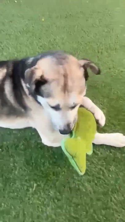 Enlarge Swig, a ADOPTABLE mixed breed in Phoenix, AZ video 3/6