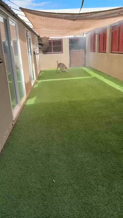 Enlarge Swig, a ADOPTABLE mixed breed in Phoenix, AZ video 5/6