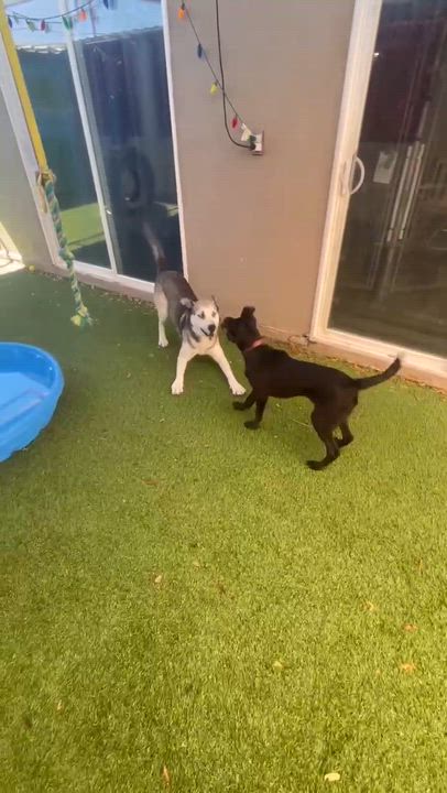 Enlarge Swig, a ADOPTABLE mixed breed in Phoenix, AZ video 4/6
