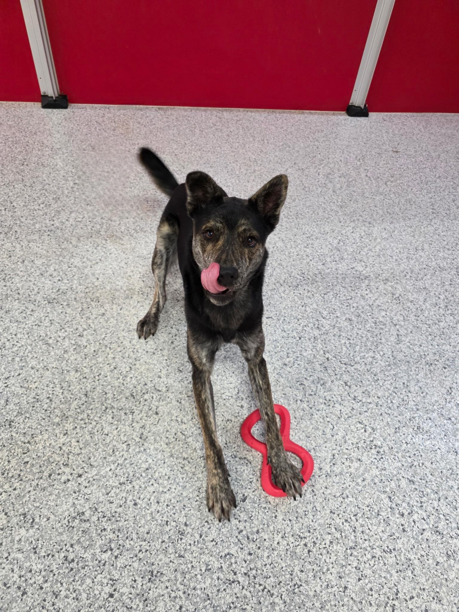 Enlarge Pinto, a Adoptable Mixed Breed in Carrollton, TX image 1/2