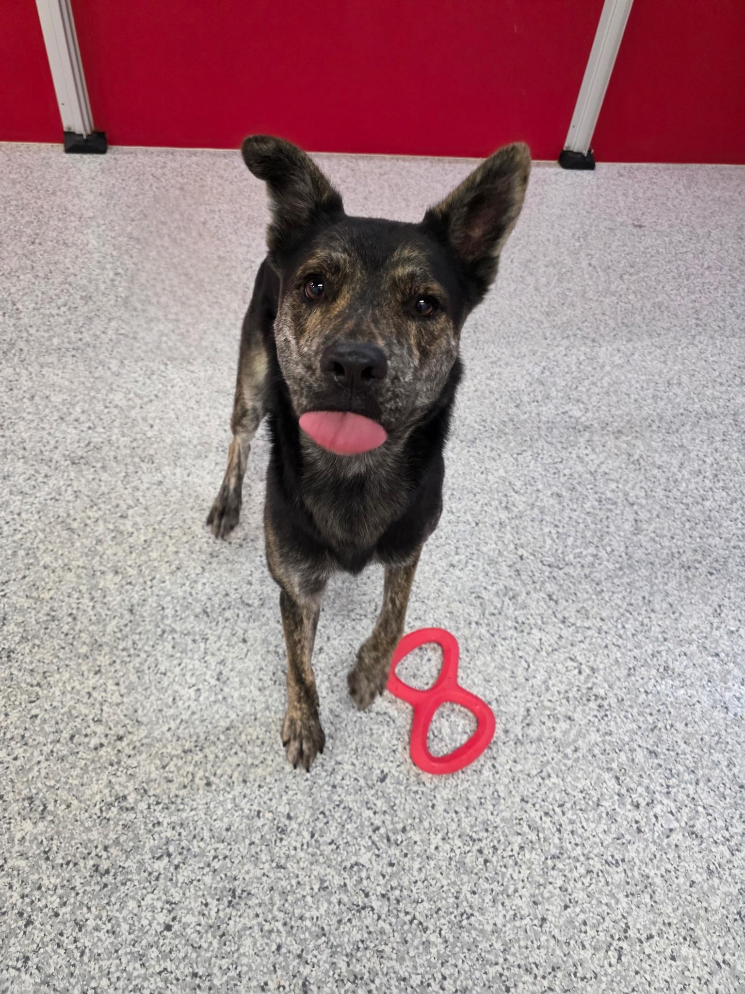 Enlarge Pinto, a Adoptable Mixed Breed in Carrollton, TX image 2/2