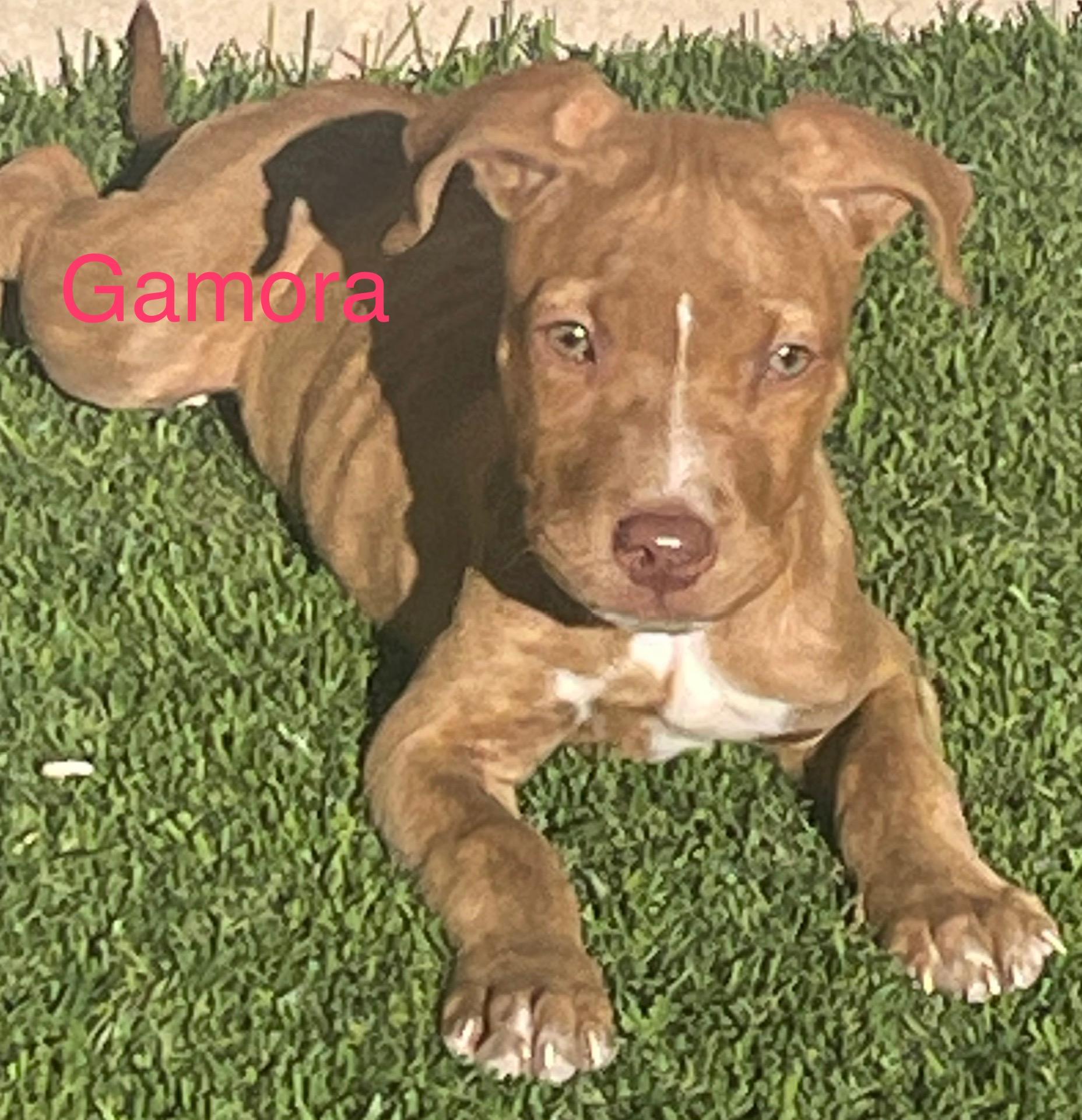 Enlarge Gamora, a Adoptable mixed breed in Albuquerque, NM image 1/1