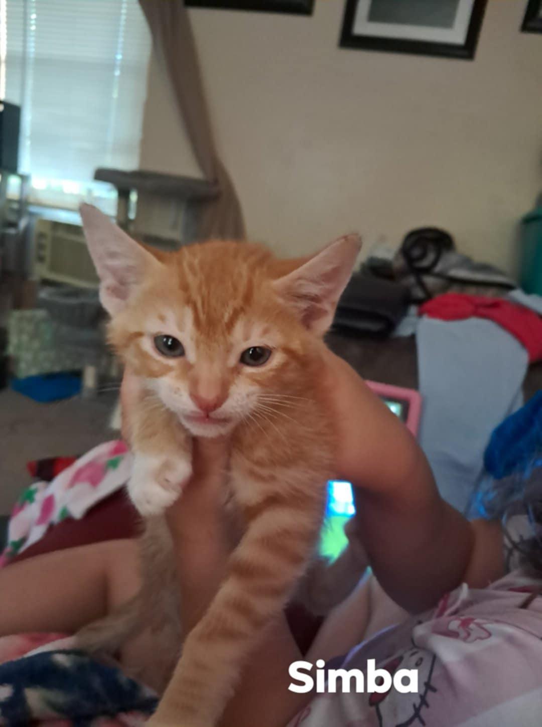 Enlarge Simba, a Adoptable mixed breed in Randolph, AL image 1/6