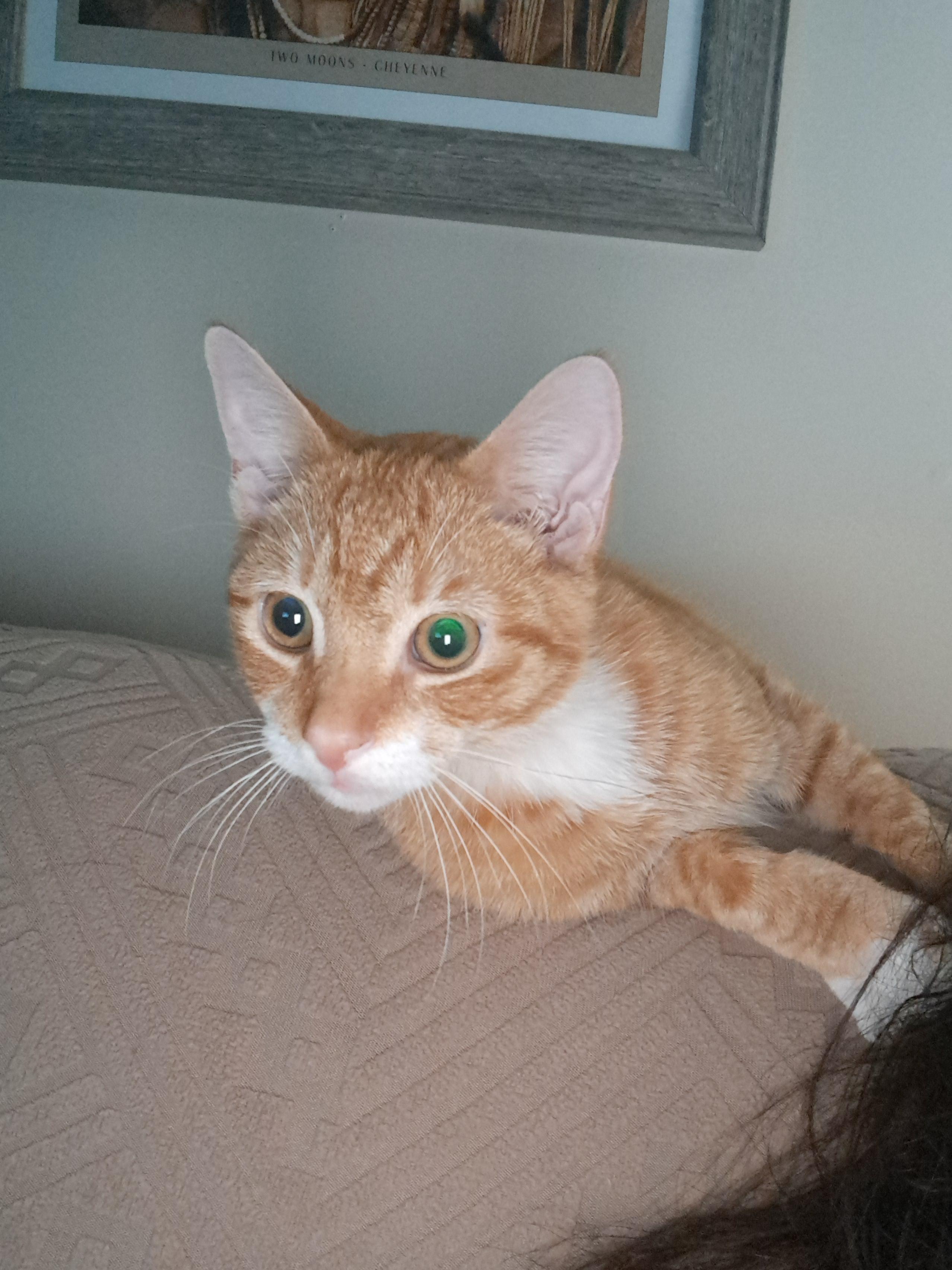 Enlarge Simba, a Adoptable mixed breed in Randolph, AL image 3/6