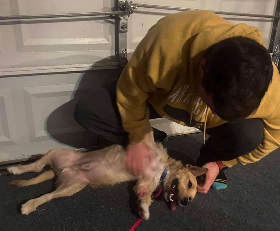 Enlarge Hampton, an adoptable mixed breed in Kennesaw, GA image 4/6