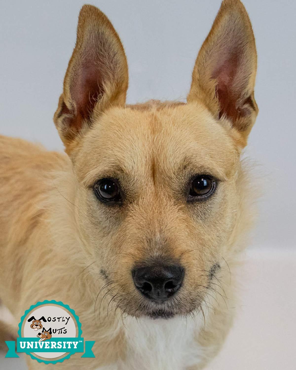 Enlarge Hampton, a Adoptable mixed breed in Kennesaw, GA image 1/6