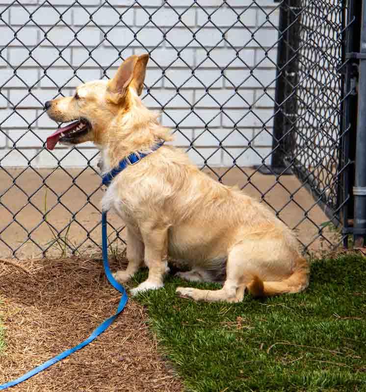 Enlarge Hampton, a Adoptable mixed breed in Kennesaw, GA image 2/6