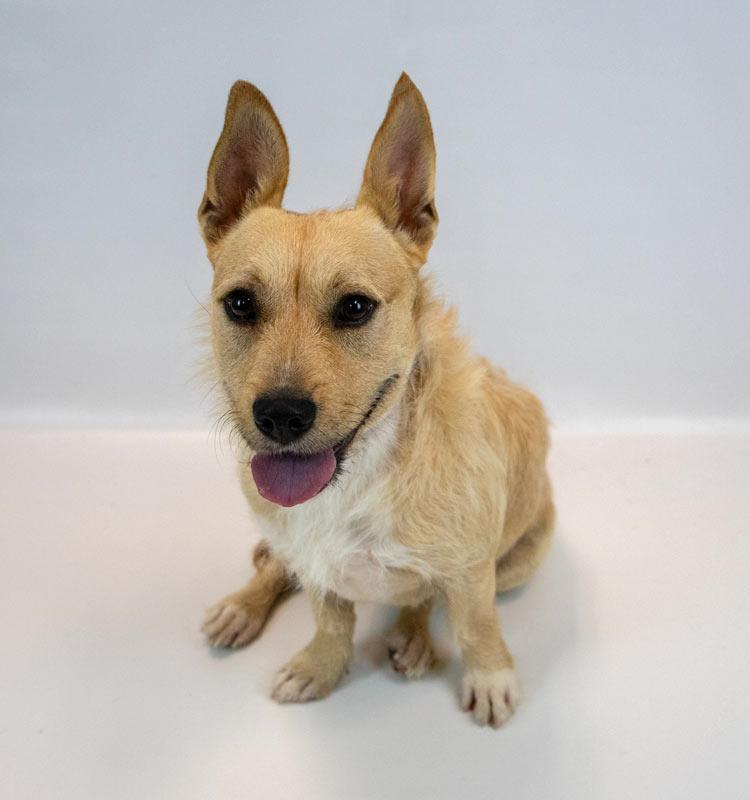 Enlarge Hampton, a Adoptable mixed breed in Kennesaw, GA image 3/6