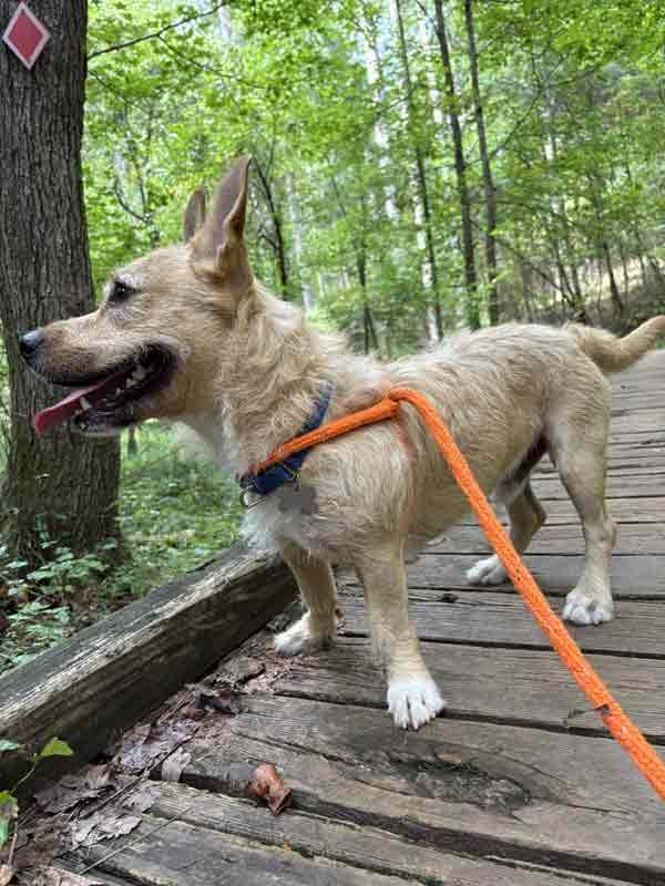 Enlarge Hampton, a Adoptable mixed breed in Kennesaw, GA image 5/6