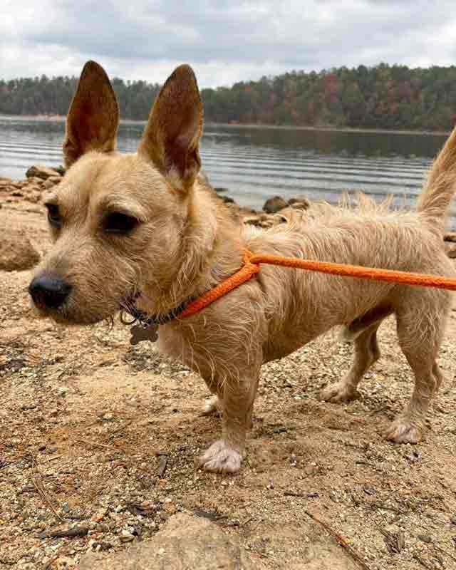 Enlarge Hampton, an adoptable mixed breed in Kennesaw, GA image 5/6