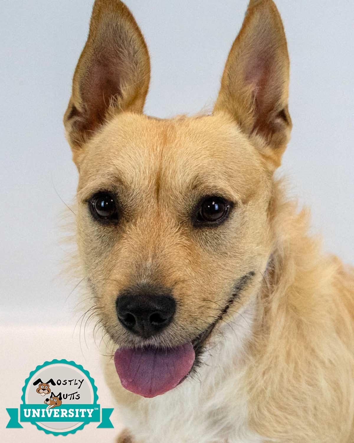 Enlarge Hampton, an adoptable mixed breed in Kennesaw, GA image 1/6