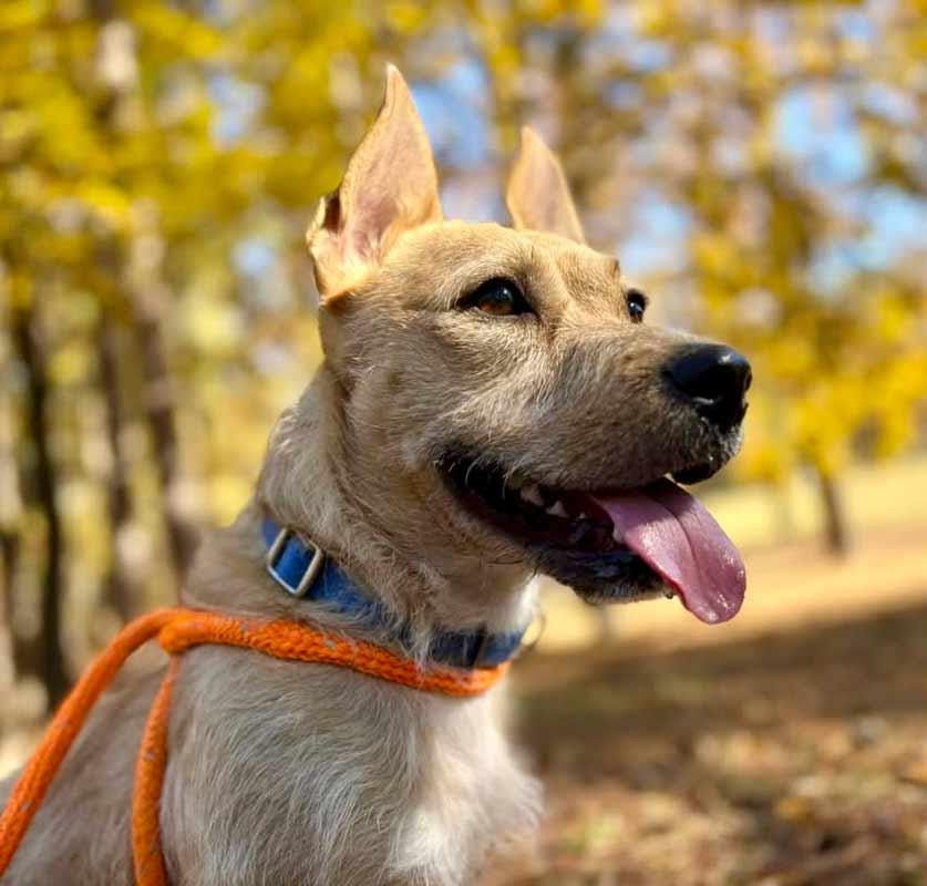 Enlarge Hampton, an adoptable mixed breed in Kennesaw, GA image 2/6