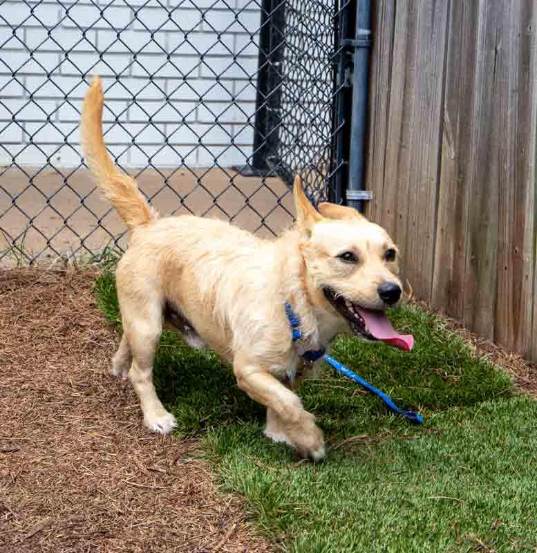 Enlarge Hampton, a Adoptable mixed breed in Kennesaw, GA image 4/6