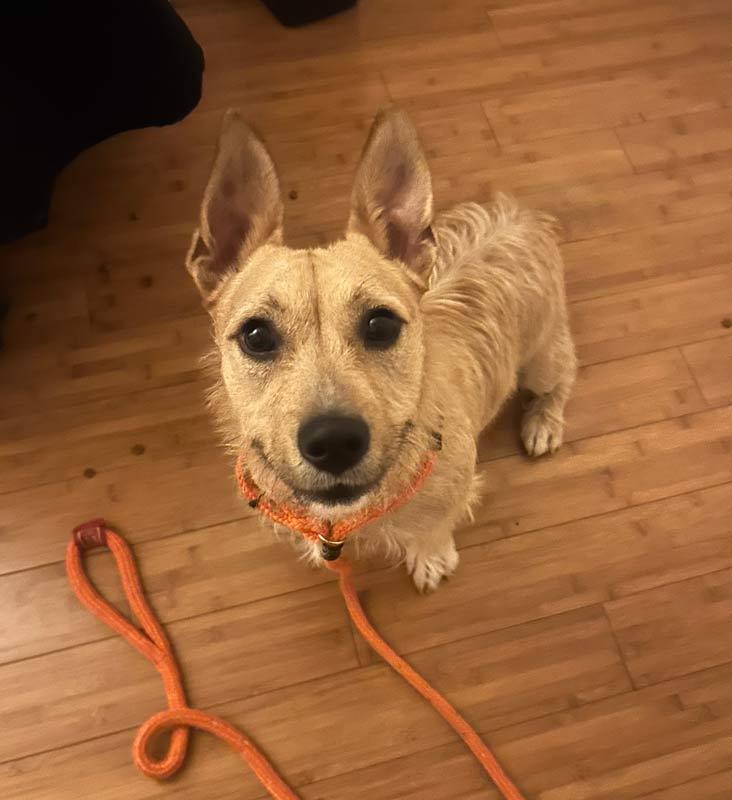 Enlarge Hampton, an adoptable mixed breed in Kennesaw, GA image 3/6