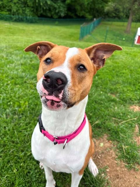 Enlarge TRIXIE, a Adoptable mixed breed in Saint Peters, MO image 1/1