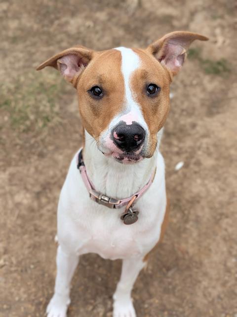 TRIXIE, Adoptable, Young Female Hound & Mixed Breed.