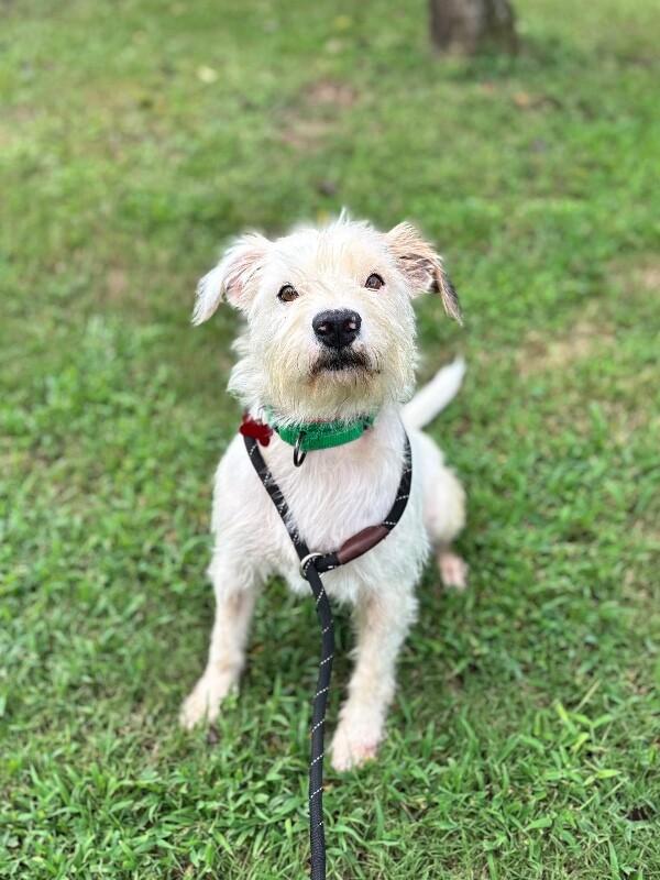 Jimmy Dickens, Adoptable, Adult Male Wirehaired Terrier & Mixed Breed.