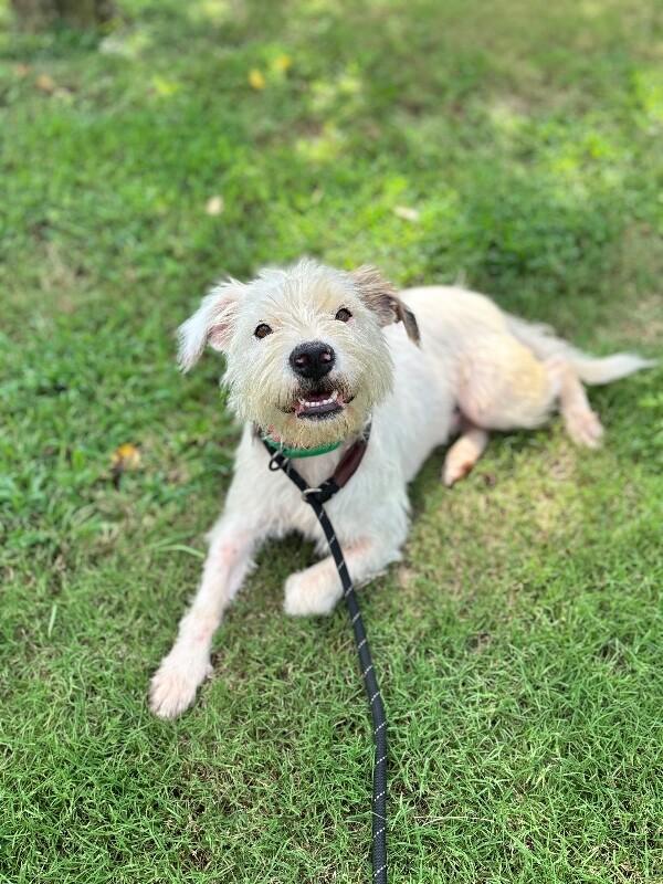 Enlarge Jimmy Dickens, a Adoptable mixed breed in Aiken, SC image 2/4