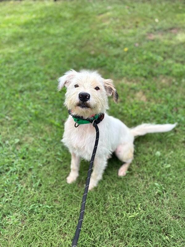 Enlarge Jimmy Dickens, a Adoptable mixed breed in Aiken, SC image 3/4