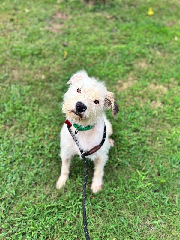 Enlarge Jimmy Dickens, a Adoptable mixed breed in Aiken, SC image 4/4