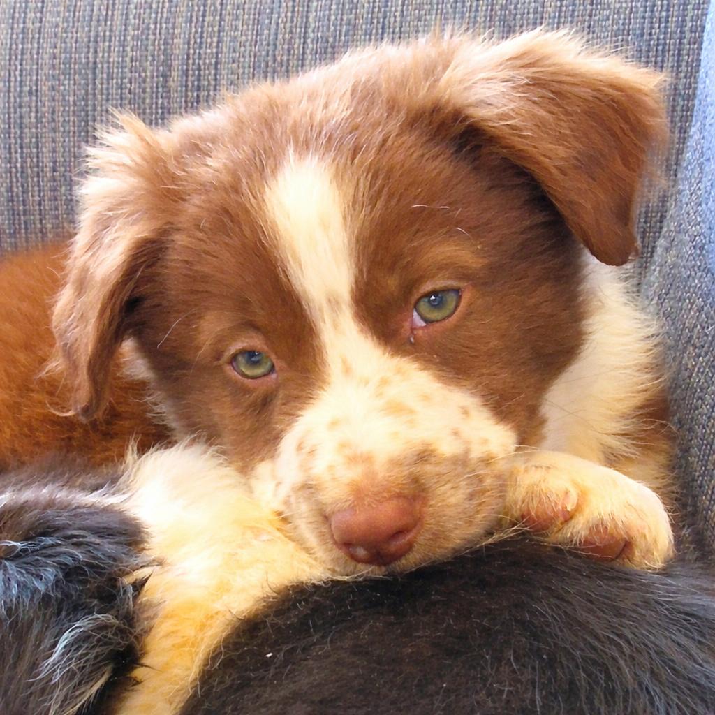 Enlarge Georgie - adopted!, an adopted mixed breed in Rochester, MN image 2/6