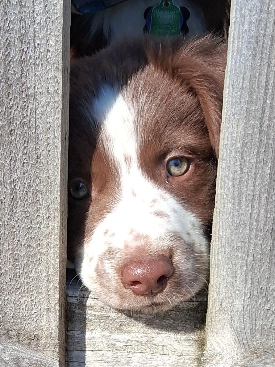 Georgie, adoptable, Puppy Male Border Collie & Australian Shepherd.