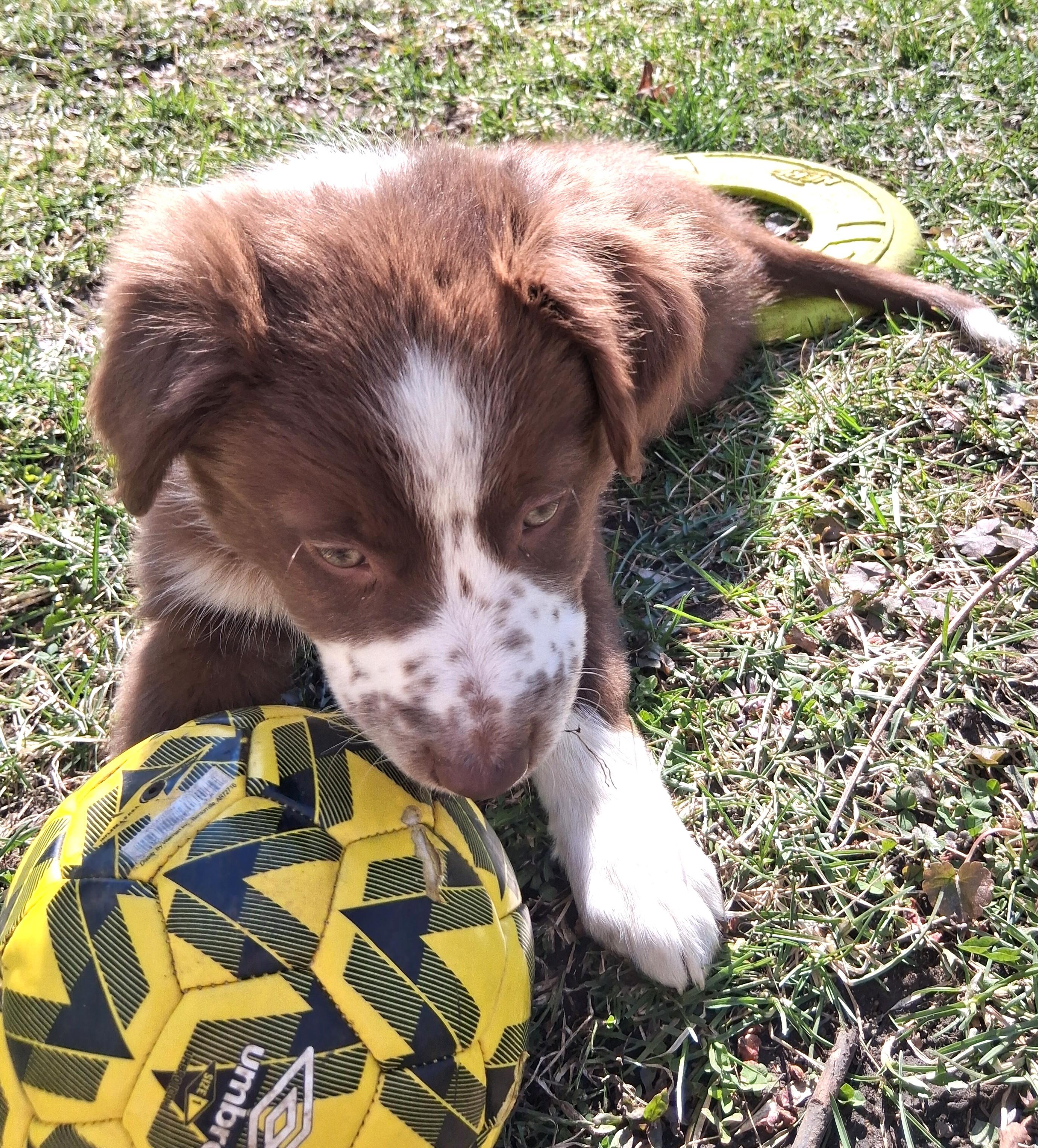 Enlarge Georgie - adopted!, an adopted mixed breed in Rochester, MN image 3/6