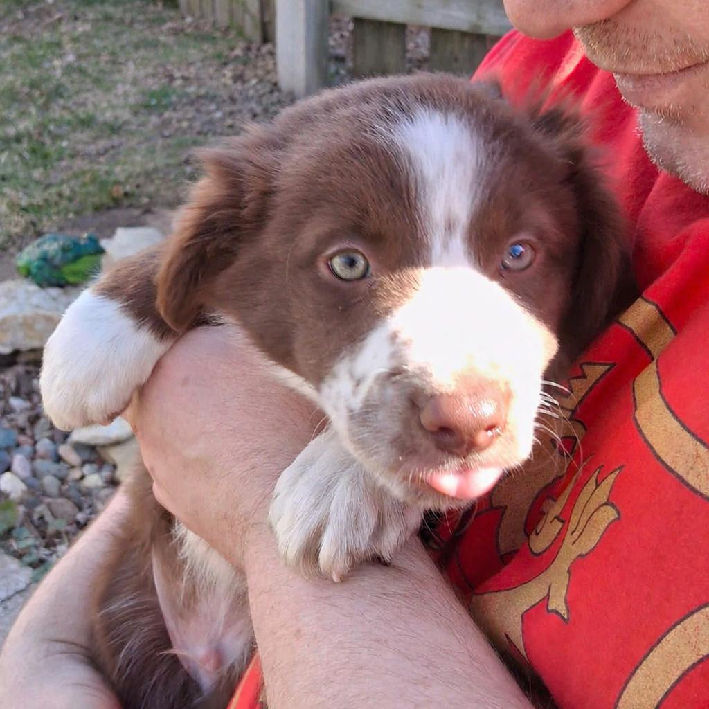 Enlarge Georgie - adopted!, an adopted mixed breed in Rochester, MN image 5/6