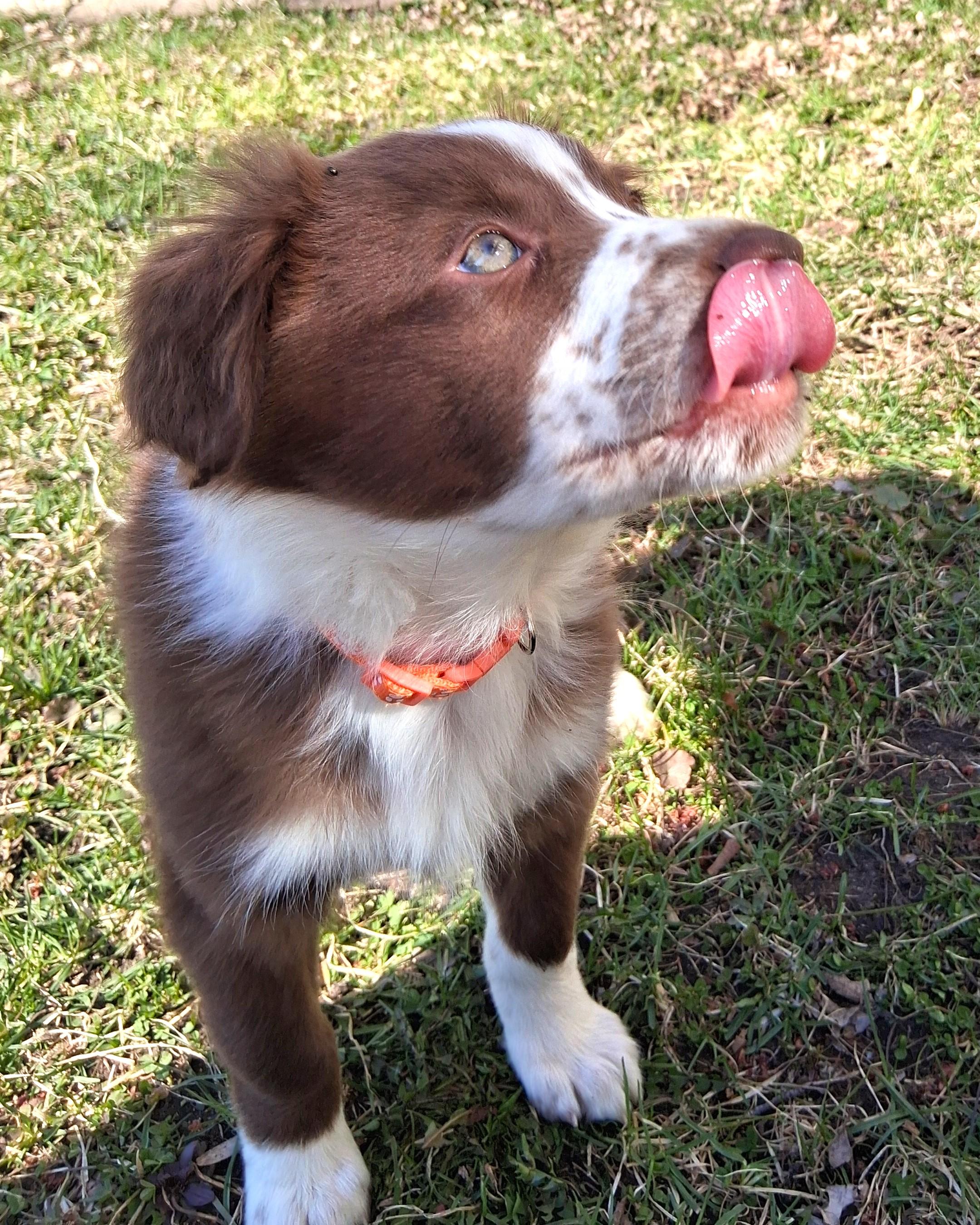 Enlarge Georgie - adopted!, an adopted mixed breed in Rochester, MN image 4/6