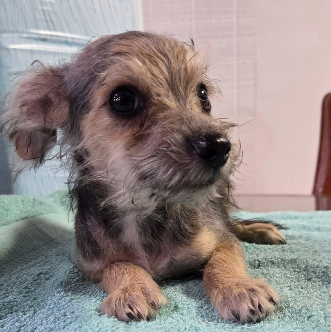Happy, Adoptable, Young Male Chihuahua & Miniature Schnauzer.