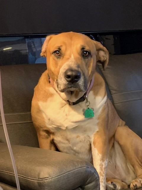 Enlarge Quimby    , a ADOPTABLE Mixed Breed in vALE, NC image 1/1